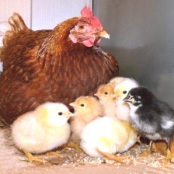 Cria de pollos para el mantenimiento y cuidado.