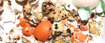 Huevos masticables codornices que beneficia - cómo tomar