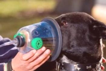 Causas y métodos de tratamiento del asma en un perro.