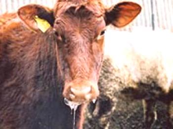 Síntomas y tratamiento de la fiebre catarral en vacas.