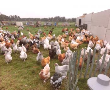 Descripción detallada de los pollos de Orpington con fotos y comentarios sobre ellos.