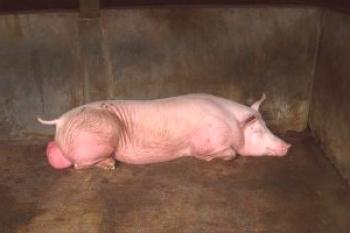 La raza del cerdo porcino: fotos, descripción, comentarios.