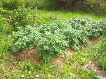 Cultivo de patatas bajo paja