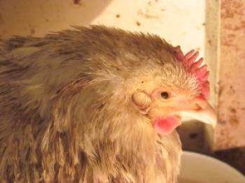 Enfermedades de las gallinas en casa: fotos
