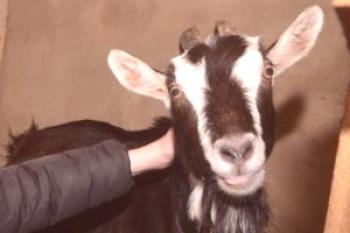 Защо козата не яде: причини и възможни заболявания