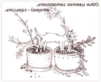 Plantas y flores venenosas para gatos.