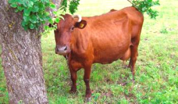 Krasnorbatovskaya pasme krav: pregledi in značilnosti