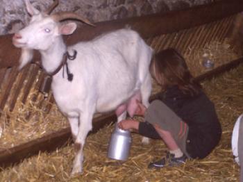 Kako zdrobiti kozo, če daje malo mleka: video
