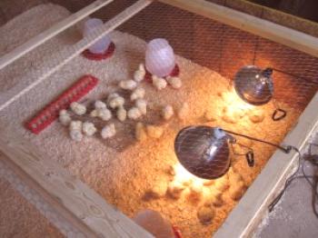 Lámpara de infrarrojos para pollos: cómo utilizar