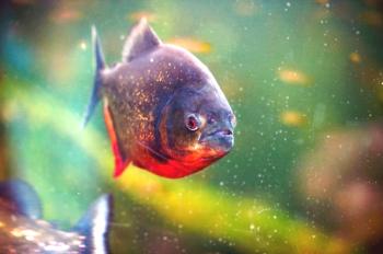 Piranha (foto del pez): creación sedienta de sangre, pero insolente, del Amazonas.