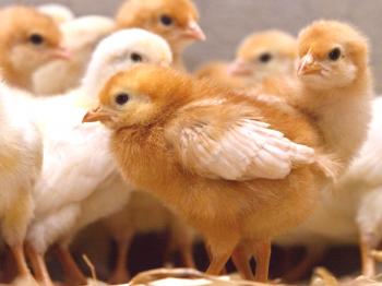 Tetra Chicken Review: opis vrst, vsebine in fotografije ptic