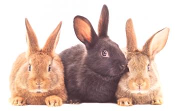 Conejo: descripción, nacimiento, problema.