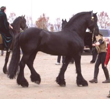 Frizijska pasma konjev: fotografija, video, zgodba in opis