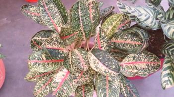 Marantha tricolor (planta de oración): foto, cuidado del hogar