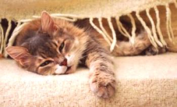 Подозрения гастрит при котка: симптоми, видове, лечение, профилактика и диета