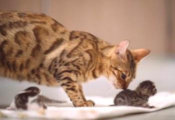 Колко котенца ражда котка за първи път, колко се носят, как да разберат колко ще бъде потомството, защо е родено едно коте?