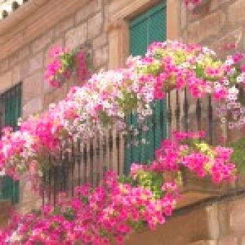 Flores en el balcón. Qué flores plantar en la logia.