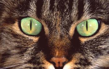 ¿Por qué no puedes mirar a un gato a los ojos: las razones principales?