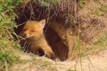 ¿Cómo encontrar un agujero de zorro en la naturaleza y expulsarlo de allí?