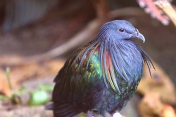 Revisión de palomas de colores: rojo, negro, rosa, amarillo, verde y otros.