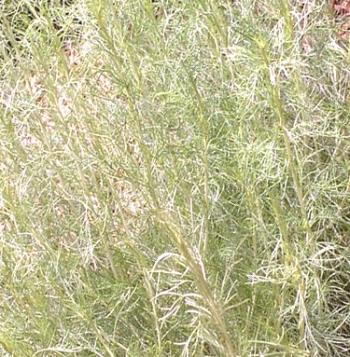 Polen de las chinches, ayuda a pulir la hierba en la lucha contra los insectos.