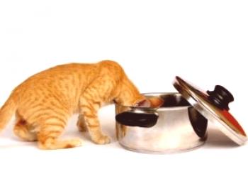 Kaj nahraniti mačka z urolitiazo: prehrana z mbk ob upoštevanju vrste kamnov, dovoljena hrana za kastrirano mačko