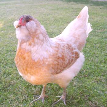 Vrste piščancev Ameraucana: opis, zmogljivost, fotografija