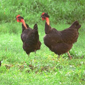 Piščanci v jadranju: opis, značilnosti delovanja