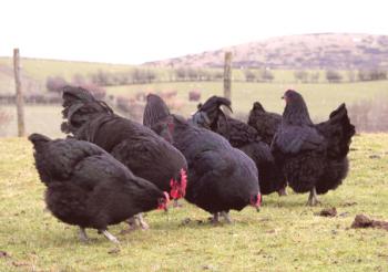Una visión general de la raza de pollos Moscú negro: las características y características del contenido
