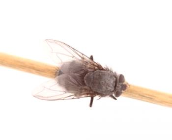 Kako se znebiti komarjev v stanovanju: najboljše pasti in repelenti