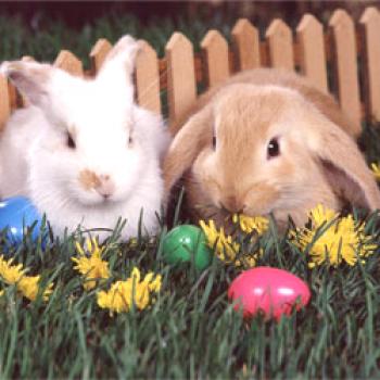 ¿Cuántos años viven los conejos en diferentes razas en casa?