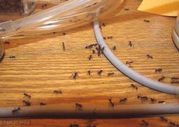 Как да премахнем черните мравки