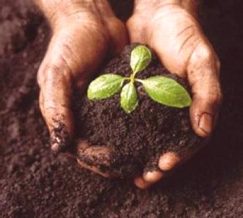 Urea como fertilizante: aplicación en el jardín, instrucciones de uso (video)