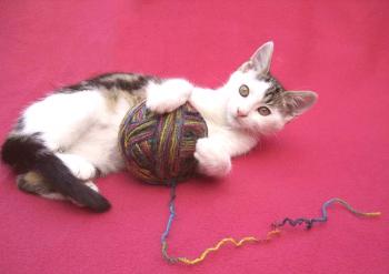 Gato Egeo: foto del gato, precio, descripción de la raza, personaje, video, guardería
