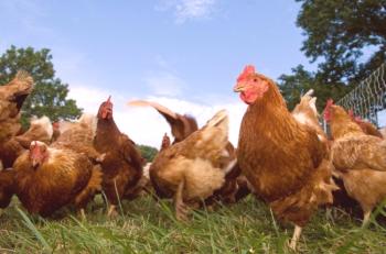 Una visión general de las mejores razas de gallinas de portadores: variedad, características y fotos.