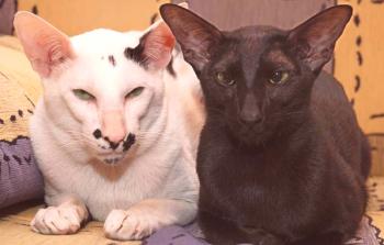 Ориенталска котка: описание и характер на породата, особености на грижата
