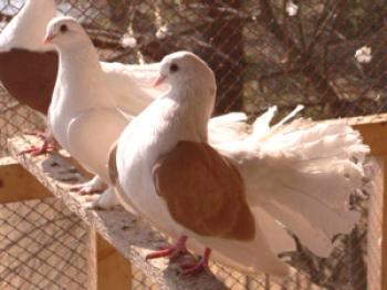 Kako gojiti golobe doma: video