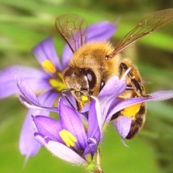 Hierbas de miel (plantas de medonos), sembradas específicamente para abejas