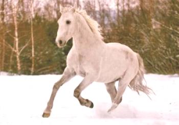 ¿Qué razas de caballos se reproducen en la región de Perm?