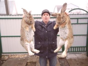 Največja pasma zajcev: fotografija in opis