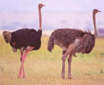 Especies de avestruces con descripción, foto y video.