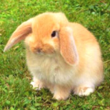 Conejos de la raza del conejo - clasificación y especies, fotos y videos