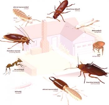 Uničevanje insektov: test preživetja!