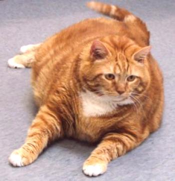 Gladka mačka - ne veselje, ampak problem: kako se spopasti z debelostjo pri mačkah