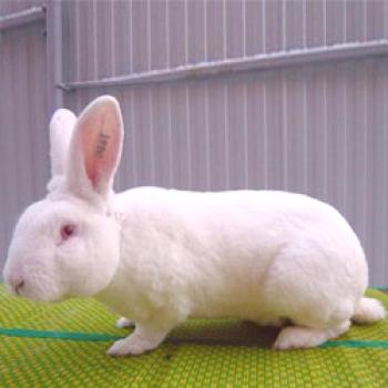 Rex Rabbit: Especificaciones, contenido y razas de cría