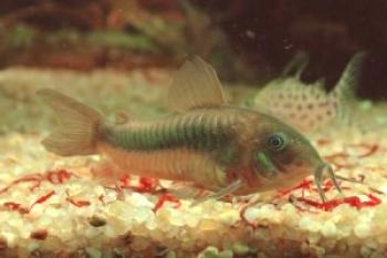 Donnie akvarijske ribe in njihova pomembna vloga v akvariju