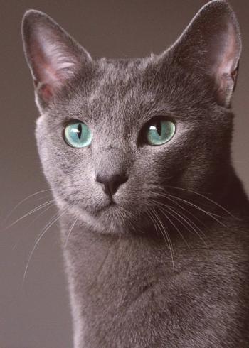 Ruska modra mačka (fotografija): zadržane lepotice z zelenimi očmi