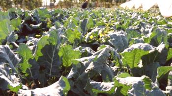 Al plantar brócoli en campo abierto y en plántulas: términos