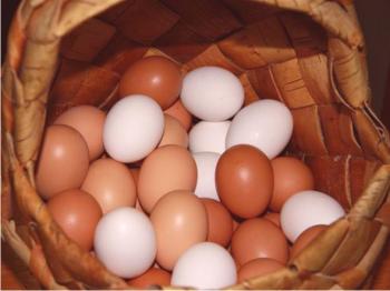 Kaj določa barvo lupine in jajčne rumenjake v piščancu - seznam dejavnikov, ki vplivajo