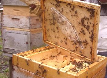 Cuántas abejas viven: trabajadora, útero, druten